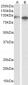 cytochrome P450 1A1 Antibody (internal region)